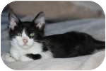 Domestic Mediumhair Cat for Sale in Colorado Springs, Colorado - K-Quail2-Howard Domestic Mediumhair Cat for Sale in Colorado Springs, Colorado - K-Quail2-Howard