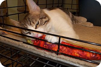 Domestic Shorthair Cat for Sale in Acme, Pennsylvania - Gino Domestic Shorthair Cat for Sale in Acme, Pennsylvania - Gino