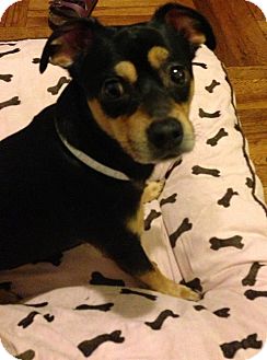 Chihuahua/Miniature Pinscher Mix Dog for Sale in New York, New York - Leo Chihuahua/Miniature Pinscher Mix Dog for Sale in New York, New York - Leo