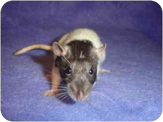 Rat for Sale in Winner, South Dakota - NomNom Rat for Sale in Winner, South Dakota - NomNom