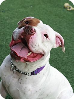 American Bulldog/American Pit Bull Terrier Mix Dog for Sale in San Diego, California - Lucky American Bulldog/American Pit Bull Terrier Mix Dog for Sale in San Diego, California - Lucky
