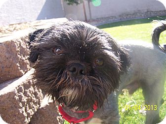 Lhasa Apso Mix Dog for Sale in Phoenix, Arizona - Harry Lhasa Apso Mix Dog for Sale in Phoenix, Arizona - Harry