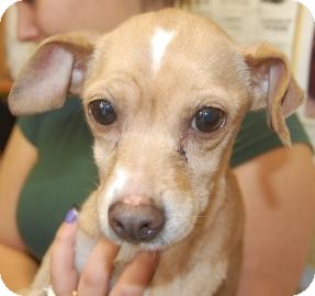 Chihuahua Mix Dog for Sale in Brooklyn, New York - Allie Chihuahua Mix Dog for Sale in Brooklyn, New York - Allie