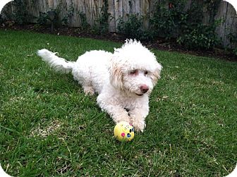 Bichon Frise/Poodle (Miniature) Mix Dog for Sale in San Diego, California - Noodles Bichon Frise/Poodle (Miniature) Mix Dog for Sale in San Diego, California - Noodles