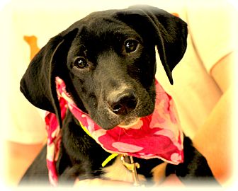 Labrador Retriever/Border Collie Mix Puppy for Sale in Sparta, New Jersey - Tootsie Labrador Retriever/Border Collie Mix Puppy for Sale in Sparta, New Jersey - Tootsie