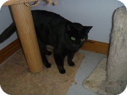 Domestic Shorthair Cat for Sale in Hamburg, New York - Syra Domestic Shorthair Cat for Sale in Hamburg, New York - Syra