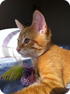 Domestic Shorthair Cat for Sale in Mississauga, Ontario, Ontario - Somerton Domestic Shorthair Cat for Sale in Mississauga, Ontario, Ontario - Somerton