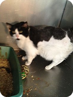 Domestic Mediumhair Cat for Sale in Wenatchee, Washington - Xander Domestic Mediumhair Cat for Sale in Wenatchee, Washington - Xander