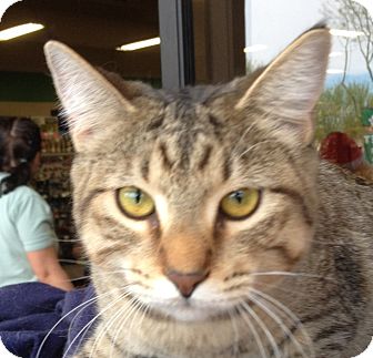 Domestic Shorthair Kitten for Sale in Mesa, Arizona - Mira Domestic Shorthair Kitten for Sale in Mesa, Arizona - Mira