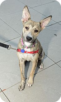 German Shepherd Dog Mix Dog for Sale in New York, New York - Bonnie German Shepherd Dog Mix Dog for Sale in New York, New York - Bonnie