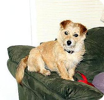 Cairn Terrier Mix Dog for Sale in Sussex, New Jersey - Macy Cairn Terrier Mix Dog for Sale in Sussex, New Jersey - Macy