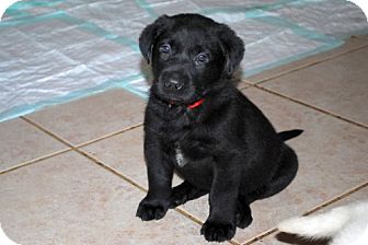 Labrador Retriever/German Shepherd Dog Mix Puppy for Sale in Minneola, Florida - Sawyer Labrador Retriever/German Shepherd Dog Mix Puppy for Sale in Minneola, Florida - Sawyer