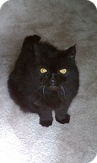 Exotic Cat for Sale in Beverly Hills, California - Samson Exotic Cat for Sale in Beverly Hills, California - Samson