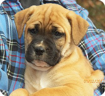 Boxer/Labrador Retriever Mix Puppy for Sale in Sussex, New Jersey - Gabby Boxer/Labrador Retriever Mix Puppy for Sale in Sussex, New Jersey - Gabby