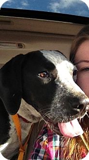 Labrador Retriever Mix Puppy for Sale in Lancaster, Ohio - Angel Labrador Retriever Mix Puppy for Sale in Lancaster, Ohio - Angel