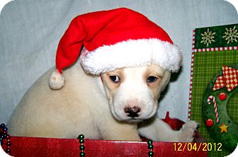 Labrador Retriever/Boxer Mix Puppy for Sale in Sussex, New Jersey - Mason Labrador Retriever/Boxer Mix Puppy for Sale in Sussex, New Jersey - Mason