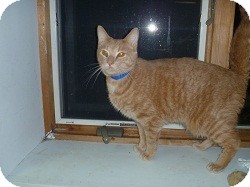 Domestic Shorthair Cat for Sale in Hamburg, New York - Manillow Domestic Shorthair Cat for Sale in Hamburg, New York - Manillow