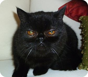 Exotic Kitten for Sale in Beverly Hills, California - Timba Exotic Kitten for Sale in Beverly Hills, California - Timba