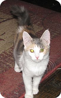 Domestic Mediumhair Cat for Sale in Edmond, Oklahoma - Jilly Domestic Mediumhair Cat for Sale in Edmond, Oklahoma - Jilly