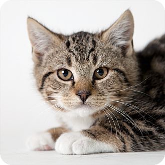 Domestic Shorthair Kitten for Sale in Rockaway, New Jersey - Kahlua Domestic Shorthair Kitten for Sale in Rockaway, New Jersey - Kahlua