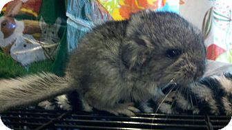 Chinchilla for Sale in Selden, New York - Popper Chinchilla for Sale in Selden, New York - Popper