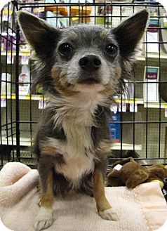 Chihuahua Dog for Sale in Gainesville, Florida - Blue Chihuahua Dog for Sale in Gainesville, Florida - Blue