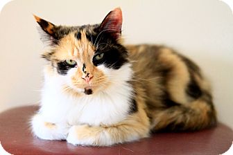 Domestic Mediumhair Cat for Sale in Gaithersburg, Maryland - Ramona Domestic Mediumhair Cat for Sale in Gaithersburg, Maryland - Ramona