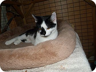 Domestic Shorthair Cat for Sale in Stafford, Virginia - Pepper Domestic Shorthair Cat for Sale in Stafford, Virginia - Pepper
