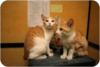 Domestic Shorthair Kitten for Sale in Orlando, Florida - Tino Domestic Shorthair Kitten for Sale in Orlando, Florida - Tino