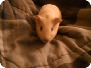 Guinea Pig for Sale in johnson creek, Wisconsin - tracy Guinea Pig for Sale in johnson creek, Wisconsin - tracy