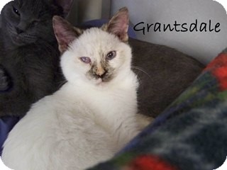 Siamese Kitten for Sale in Hamilton, Montana - Grantsdale Siamese Kitten for Sale in Hamilton, Montana - Grantsdale