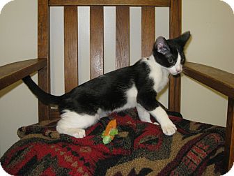 Domestic Shorthair Kitten for Sale in Los Angeles, California - William Domestic Shorthair Kitten for Sale in Los Angeles, California - William