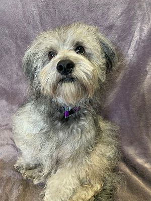 Lodi Ca Shih Tzu Poodle Miniature Meet Pup Pup A Pet For Adoption