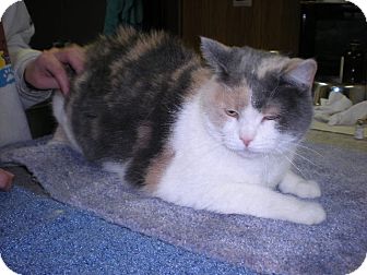 Calico Cat for Sale in New Castle, Pennsylvania - Calico Cat for Sale in New Castle, Pennsylvania -