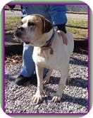 English Bulldog/American Bulldog Mix Dog for Sale in Windham, New Hampshire - Cuddles English Bulldog/American Bulldog Mix Dog for Sale in Windham, New Hampshire - Cuddles