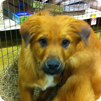 Shepherd (Unknown Type) Mix Puppy for Sale in Gainesville, Florida - Wendi Shepherd (Unknown Type) Mix Puppy for Sale in Gainesville, Florida - Wendi