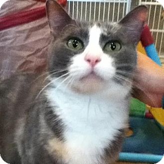 Calico Cat for Sale in Hamilton, New Jersey - LOIS - 2013 Calico Cat for Sale in Hamilton, New Jersey - LOIS - 2013