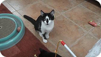 Domestic Mediumhair Kitten for Sale in Salem, New Hampshire - Kittens Domestic Mediumhair Kitten for Sale in Salem, New Hampshire - Kittens