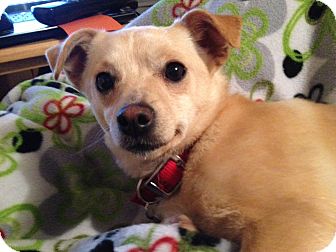 Chihuahua Mix Dog for Sale in Boise, Idaho - Nalah Chihuahua Mix Dog for Sale in Boise, Idaho - Nalah