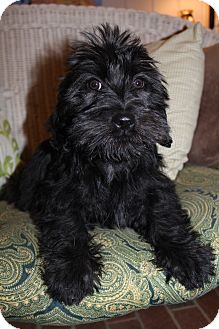 Scottie, Scottish Terrier/Shih Tzu Mix Puppy for Sale in Bedminster, New Jersey - Armani Scottie, Scottish Terrier/Shih Tzu Mix Puppy for Sale in Bedminster, New Jersey - Armani