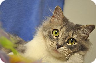 Domestic Mediumhair Cat for Sale in Foothill Ranch, California - Iris Domestic Mediumhair Cat for Sale in Foothill Ranch, California - Iris