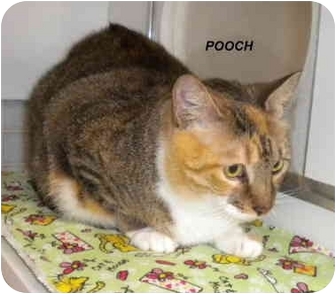 Domestic Shorthair Cat for Sale in Jacksonville, Florida - Pooch Domestic Shorthair Cat for Sale in Jacksonville, Florida - Pooch