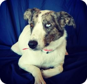 Australian Cattle Dog Mix Dog for Sale in Cheyenne, Wyoming - Kylee Australian Cattle Dog Mix Dog for Sale in Cheyenne, Wyoming - Kylee