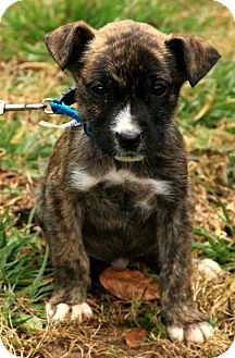 Boxer/Labrador Retriever Mix Puppy for Sale in Windham, New Hampshire - Kate Boxer/Labrador Retriever Mix Puppy for Sale in Windham, New Hampshire - Kate