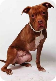 American Pit Bull Terrier Dog for Sale in New York, New York - Roxy American Pit Bull Terrier Dog for Sale in New York, New York - Roxy