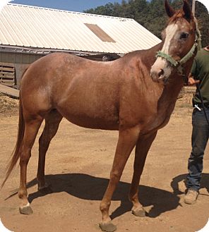 Appaloosa Mix for Sale in Bangor, California - Prissy Appaloosa Mix for Sale in Bangor, California - Prissy