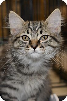 Maine Coon Kitten for Sale in Harrisburg, North Carolina - Purrr- Fection Maine Coon Kitten for Sale in Harrisburg, North Carolina - Purrr- Fection