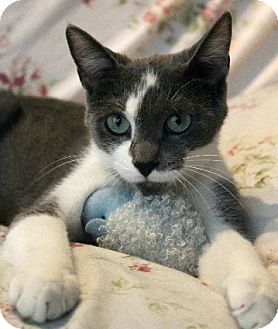 Domestic Shorthair Cat for Sale in Chicago, Illinois - Daisy May Domestic Shorthair Cat for Sale in Chicago, Illinois - Daisy May