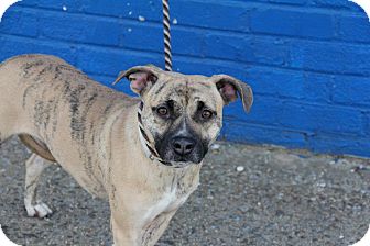 American Staffordshire Terrier/Terrier (Unknown Type, Medium) Mix Dog for Sale in New York, New York - Hazel American Staffordshire Terrier/Terrier (Unknown Type, Medium) Mix Dog for Sale in New York, New York - Hazel