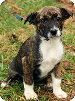 Boxer/Labrador Retriever Mix Puppy for Sale in Windham, New Hampshire - Kathryn Boxer/Labrador Retriever Mix Puppy for Sale in Windham, New Hampshire - Kathryn